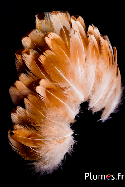 Piume sbiancate – Fagiano reale